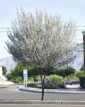 Check spelling or type a new query. Acacia aneura. Mulga. Non-native, evergreen tree. Grey ...