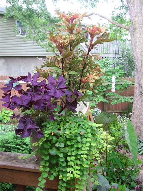 I Like This Combination Container Gardening Garden Plants