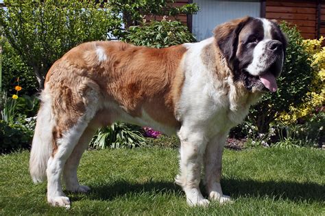 Saint Bernard Dog Breed History And Some Interesting Facts