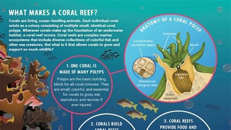 Coral Reef Ecosystems Infographics And Posters National Marine Sanctuaries