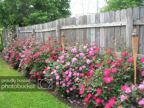 Take a look at our 25 front yard landscaping ideas on a budget for some inspiration! how tall should rose bush be - Google Search (With images ...