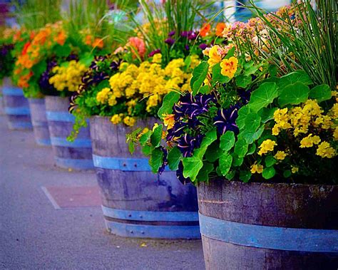 30 Flowering Container Garden Ideas