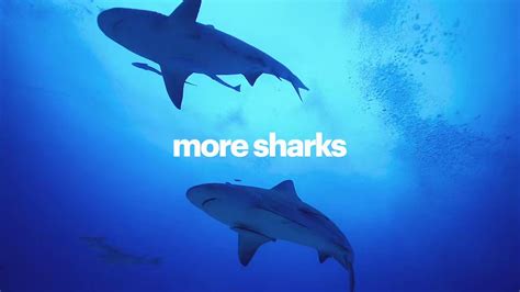 Ifaw On Twitter Rt Azzedinetdownes More Sharks More Biodiversity