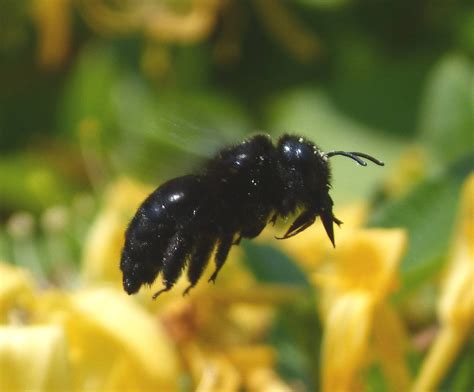 Ten years after the encounter with the majin, bee has gotten bigger and older. Carpenter Bees: a Gentle Pollinator BeeThe Honeybee ...