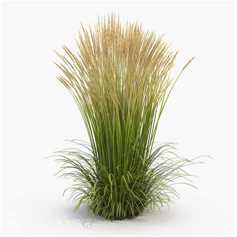 Feather Reed Grass Karl Foerster 3d Model Ad Grassreedfeather