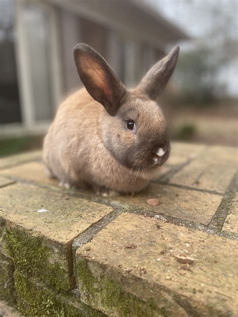 Breeding Aged Purebred Bunnies For Sale Mini Rex And Lionhead Rabbits For Sale