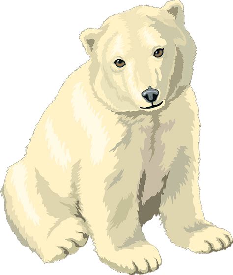 Polar Bear Clipart Free Download Transparent Png Creazilla