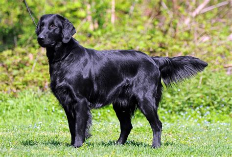 Everything You Need To Know About Flat Coated Retriever Puppies