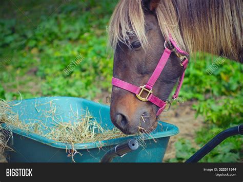 Horse Eating Grass Image And Photo Free Trial Bigstock