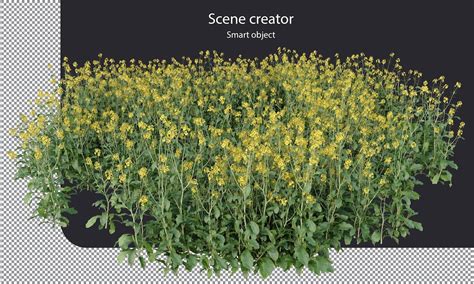 Premium Psd Brown Mustard Plants Clipping Path Chinese Mustard Plants