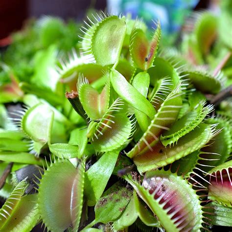 I have grown venus flytraps in my home for a few years. Dionaea Muscipula Venus Flytrap Flower Seeds