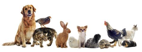 Ambassador dog & cat hospital is your local veterinarian in los angeles serving all of your needs. Ark Vets - An independent veterinary surgery in Ewell, Epsom