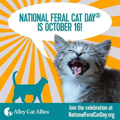 21 Best Images About National Feral Cat Day October 16 On