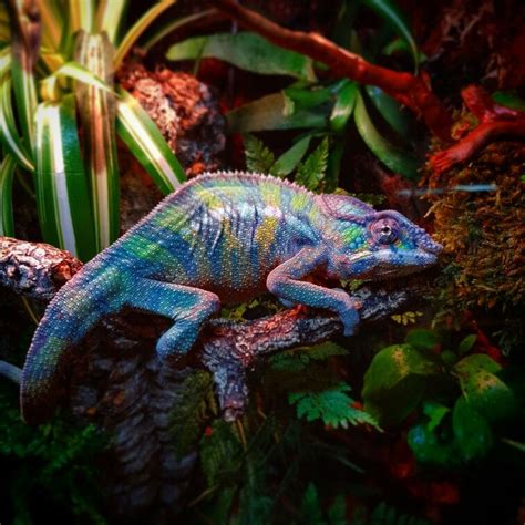 My new male designer nosy mitsio/blue bar ambilobe panther chameleon