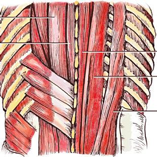 If you'd like to support us and get something great in return, check out the superficial back muscles are covered by skin, subcutaneous connective tissue and a layer of lower brainstem and upper cervical cord lesions can interfere with the function of cranial nerve xi. Anatomy of the deep-fascial muscles of the low back ...