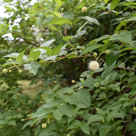 Cephalanthus Occidentalis Horsford Gardens And Nursery