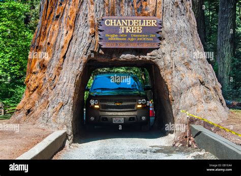 Famous Attraction Of The Redwood National Park A Drive Through Tree