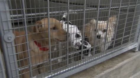 Trying to find info on 'pet adoption los angeles'? spcaLA to waive adoption fees for dogs, cats and rabbits ...