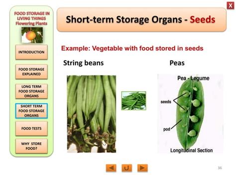 Biology M3 Food Storage In Flowering Plants