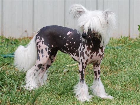 Hairless dogs from china have been traded since at least the 13 th century. Chinese Crested Breed Guide - Learn about the Chinese Crested.