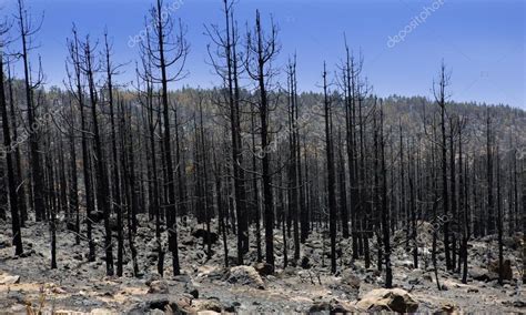 Black Ashes Of Canary Pine After Forest Fire At Teide — Stock Photo