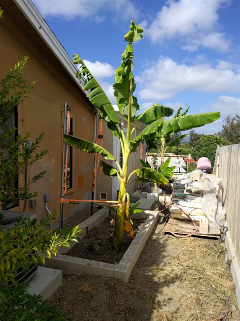 Musa Namwa Banana Pictures Growing Fruit