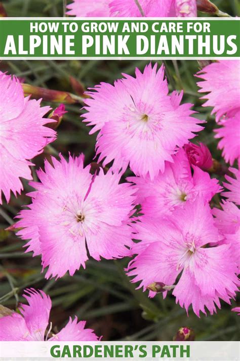 How To Grow And Care For Alpine Pinks Gardeners Path