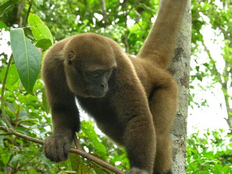 Saving The Amazons Orphan Monkeys Courthouse News Service