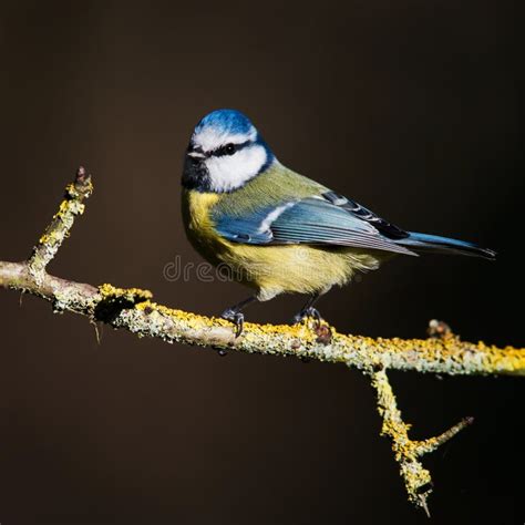 Blue Tit Tit Cyanistes Caeruleus Stock Image Image Of Birds Wild 170044647