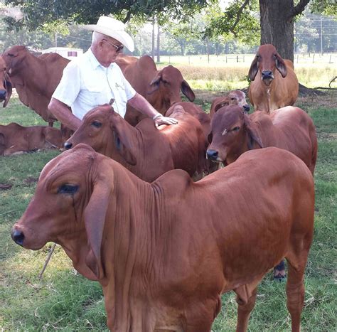 Discussing cattle conformation at the african brahman congress 2018. Pin on La vaca y sus amigos.