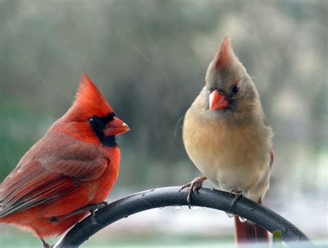 Northern Cardinals Male And Female Northern Cardinal Cardinal Birds