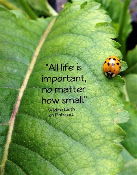 All Life Is Important No Matter How Small Wildlife Earth On