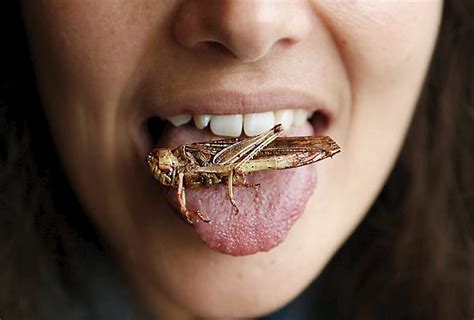 Eating Insects That Notion Still Bugs Most Americans Twin Cities