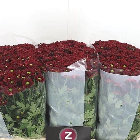 CHRYSANT SAN PIMENTO 55cm Wholesale Dutch Flowers Florist Supplies UK