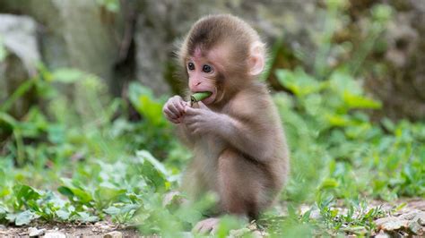 Baby Monkey Wallpapers Wallpaper Cave
