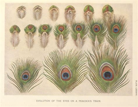 The Development Of The Eyes On The Tail Feathers Of A Peacock