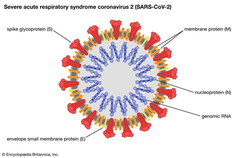 Sars Cov 2 Virus Britannica