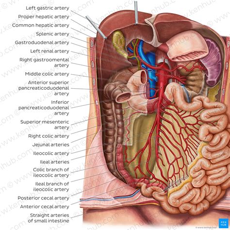 Blood Vessels Of Abdomen And Pelvis Anatomy Overview Kenhub