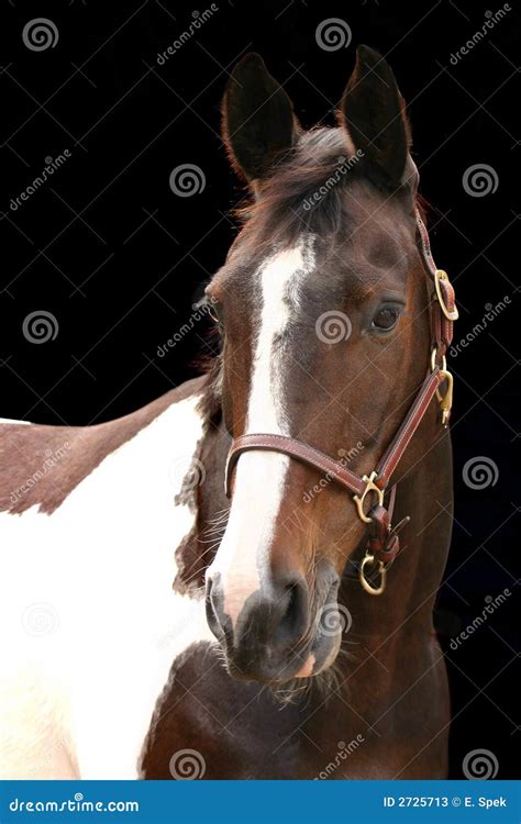 Horse Portrait Stock Image Image Of Equestrian Friend 2725713