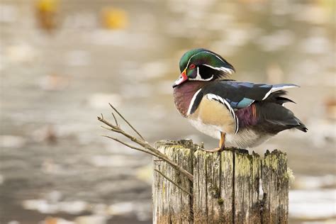 Wood Duck Vs Mallard What Are The Differences Az Animals 48 Off