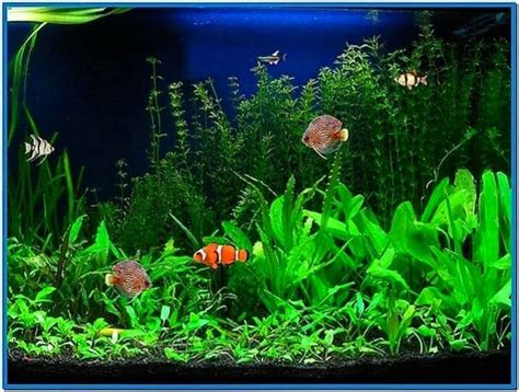 Aquarium Desktop Animated Screensaver Download Screensaversbiz