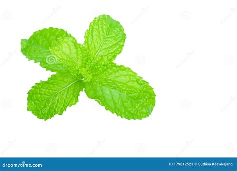 Fresh Spearmint Leaves Isolated On The White Background Close Up