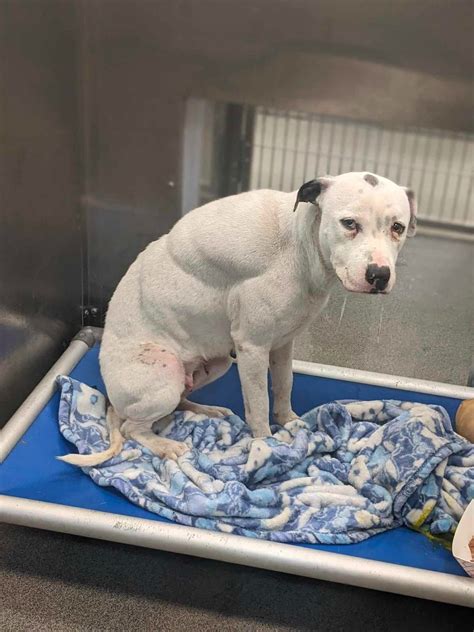 Urgent Pets of Dallas Animal Services