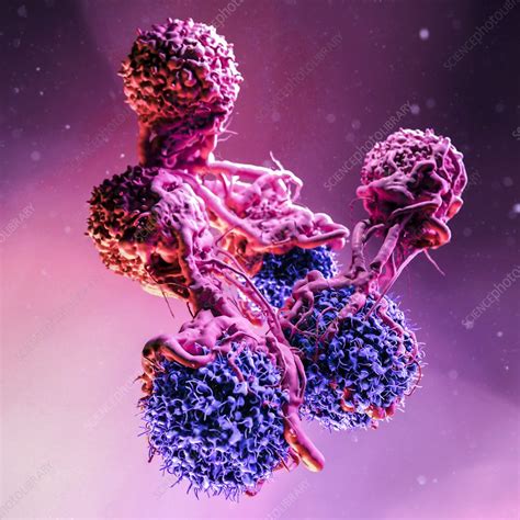 T Cells Attacking Cancer Cells Illustration Stock Image C0509430