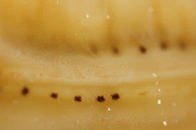 If you purchase products from one of these partners, frn may at times. Can You Grow Bananas From Seed: Information On Germinating ...