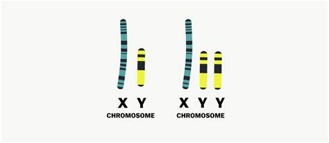 The Myth Of The Supermale And The Extra Y Chromosome Vox