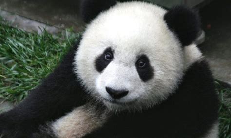 Todo Sobre Los Osos Panda ¡conócelos A Fondo Wakyma