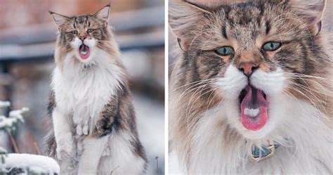 Hardy, intelligent and muscular, 'wegies' love to climb and hunt. Norveç Orman Kedisi Özellikleri - Norwegian Forest Cat