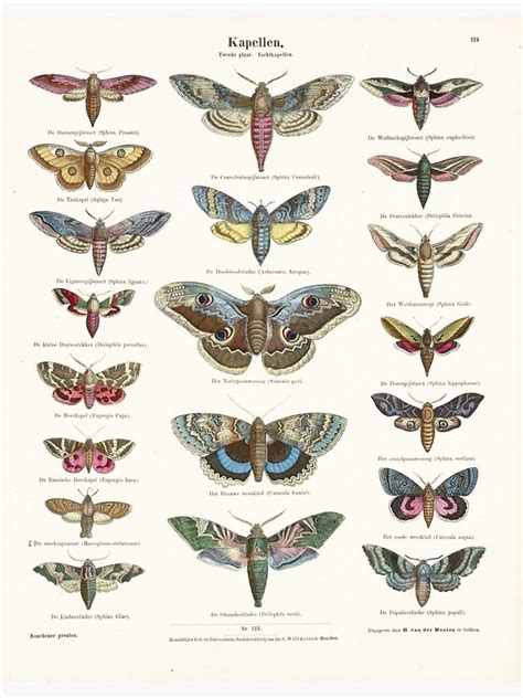 Vintage Moth Chart Sticker By Vintage Wall Art Moth Tattoo Types Of