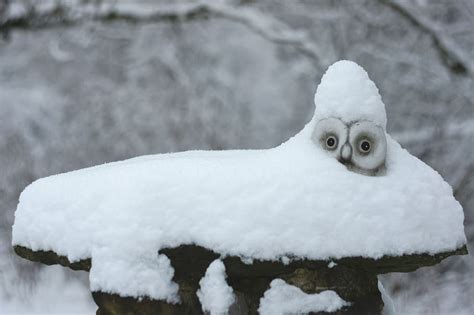 1920x1080px Free Download Hd Wallpaper Gray Owl Covered With Snow